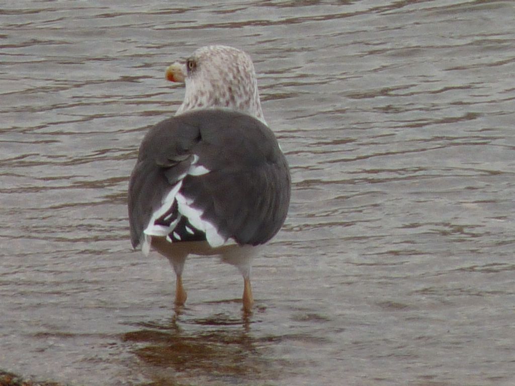 Zafferano ssp. intermedius